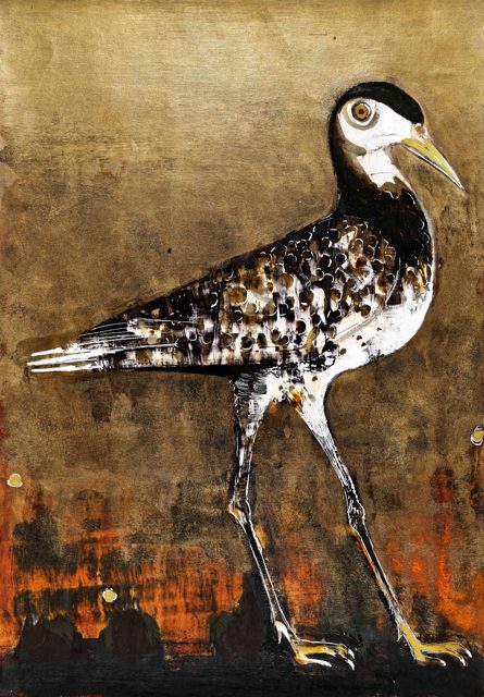 Curlew